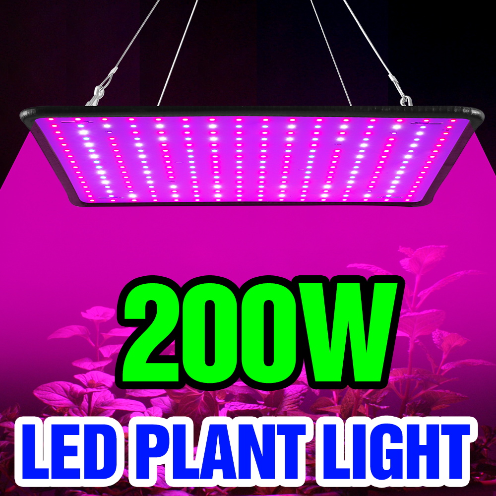 Cactus Mix Pot - 200W LED Quantum Board Grow Light
