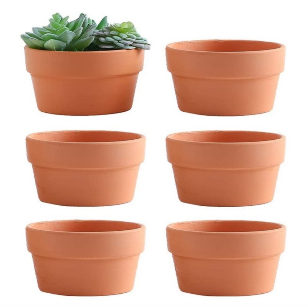 6 PCS Terracotta Buld Pots 3.5 - đánh giá và giá Cactus Mix Pot