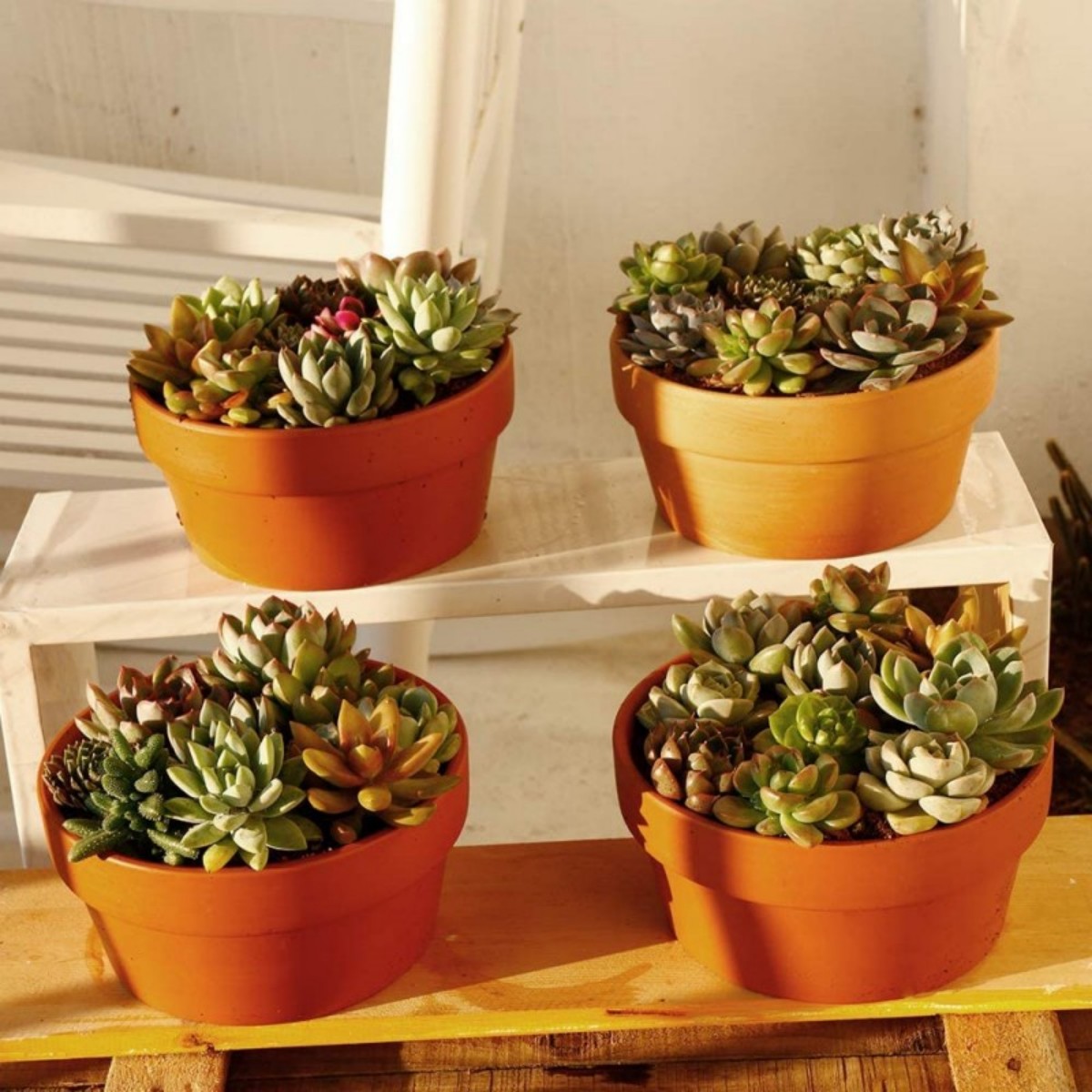 6 PCS Terracotta Buld Pots 3.5 - đánh giá và giá Cactus Mix Pot