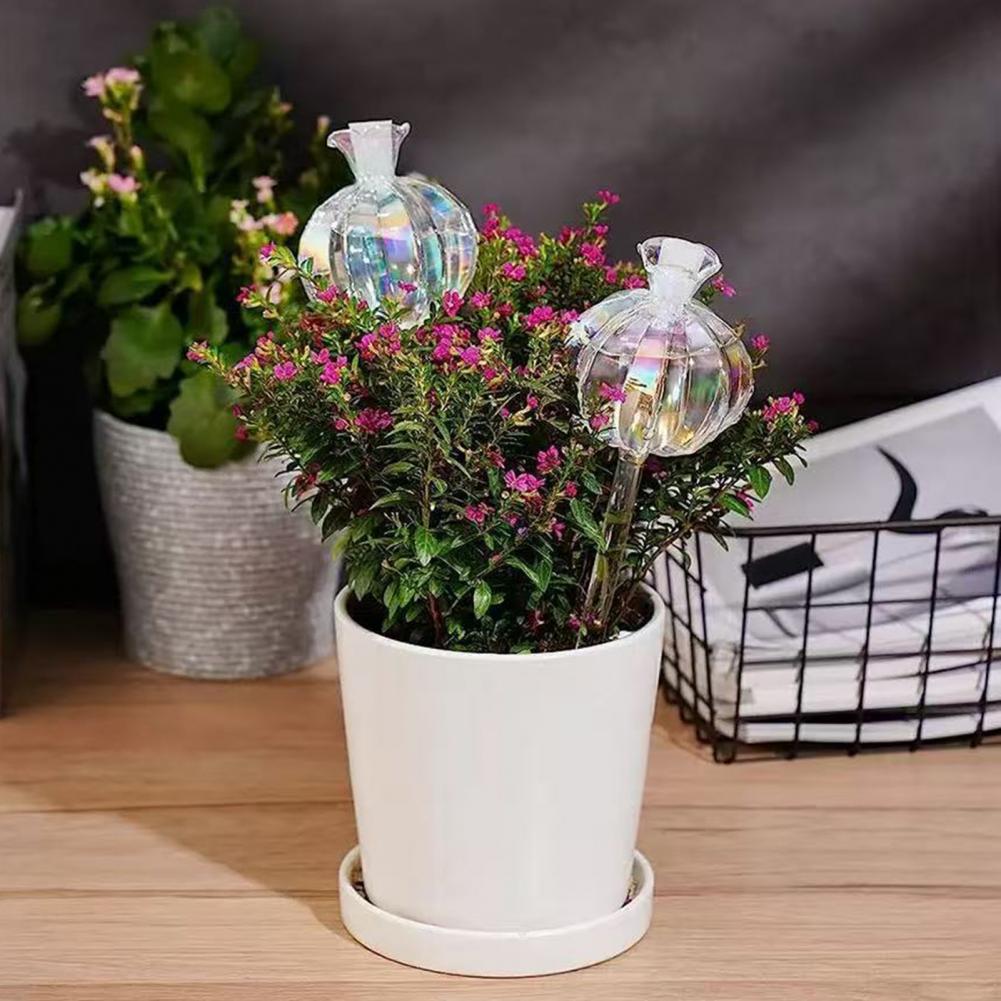 24cm Cactus Self Watering Bulb - đánh giá và giá Cactus Mix Pot