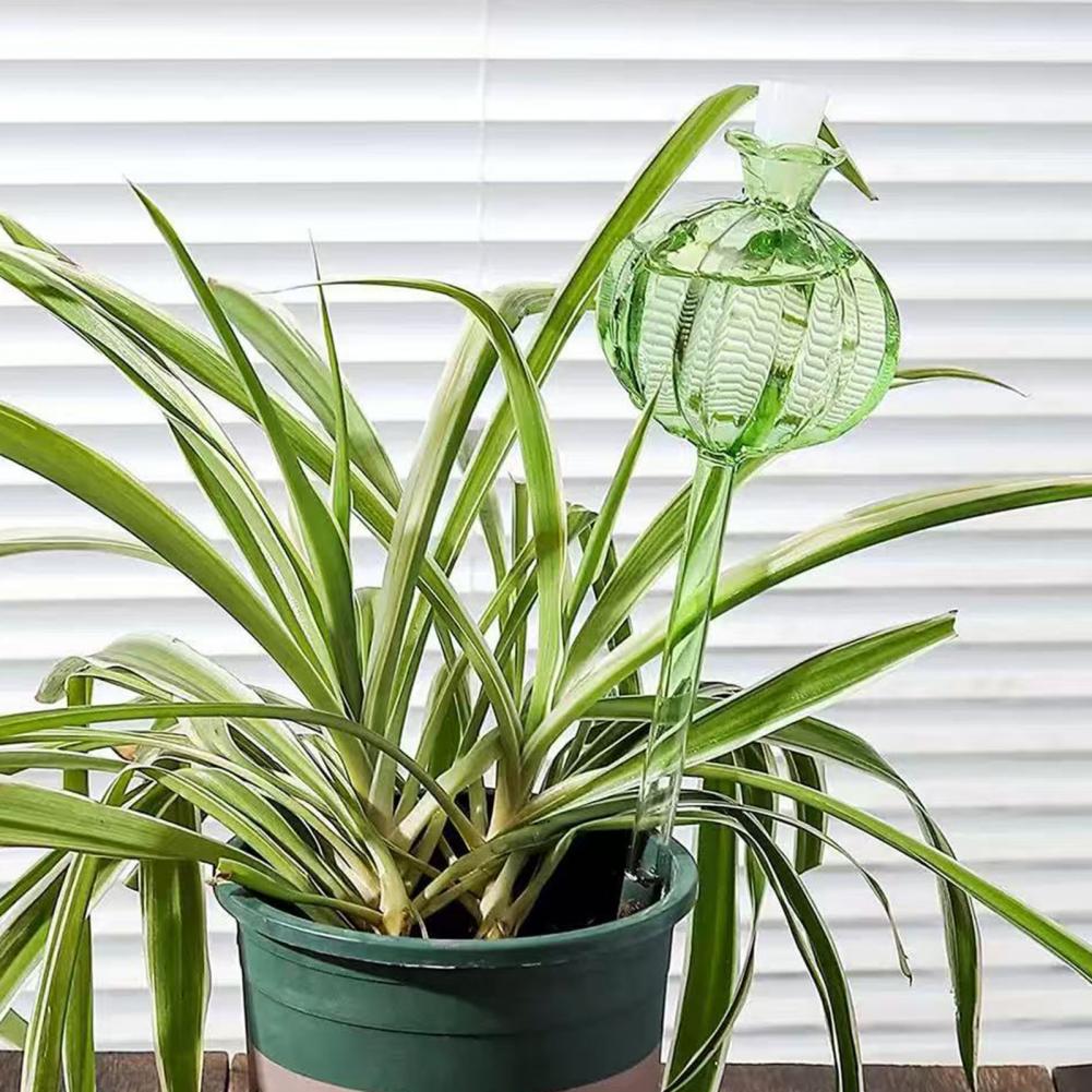 24cm Cactus Self Watering Bulb - đánh giá và giá Cactus Mix Pot
